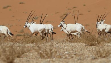 طقس الأربعاء.. أتربة مثارة على أجزاء من الرياض